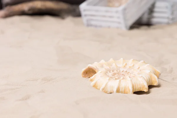 Spiral sea shell lying on beach sand — Stock Photo, Image