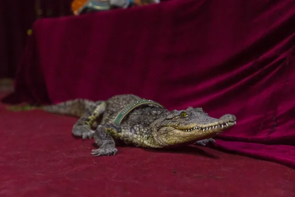 Kleiner Alligator mit Halsband auf der Bühne — Stockfoto
