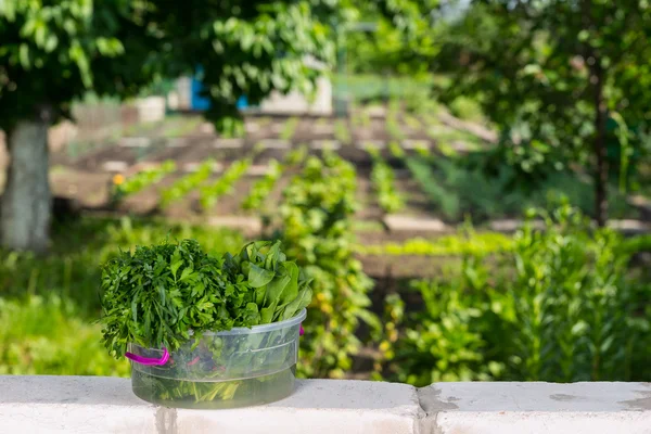 Fresh Greens in Bucket on top of Garden Brick Wall — Stock Photo, Image