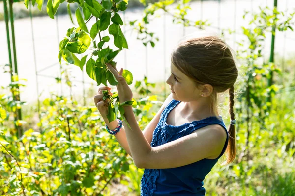 Menina nova que inspeciona folhas na árvore verde — Fotografia de Stock