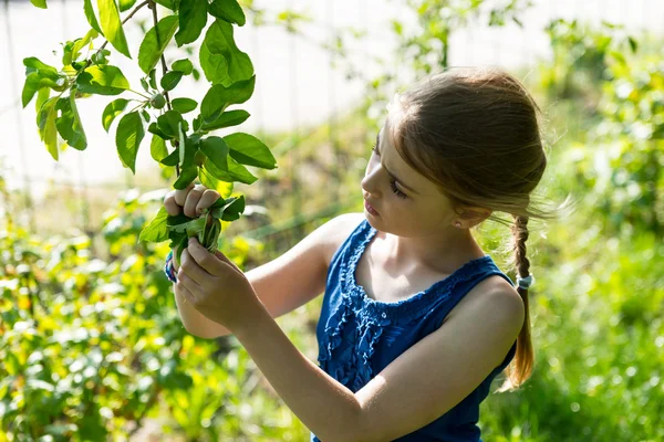 Jong meisje inspectie bladeren op groene boom — Stockfoto