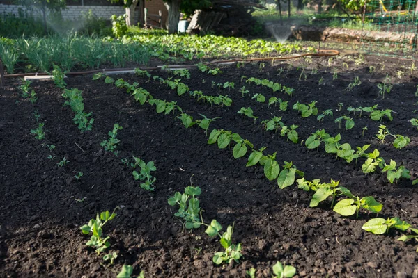 Jeunes plants de haricots dans un potager — Photo