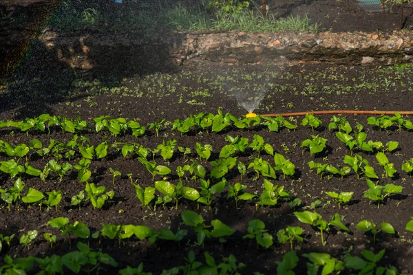 Reihen junger grüner Sämlinge im Garten gießen — Stockfoto