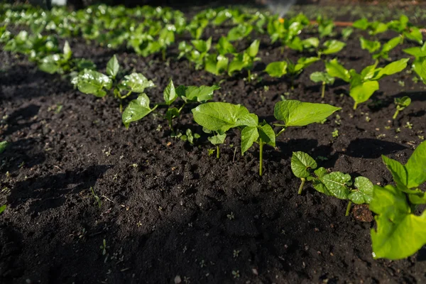 Fiatal zöld magoncok növekvő sötét talaj — Stock Fotó