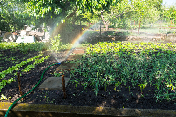 Watering a vegetable garden with a sprinkler