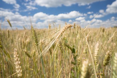 Wheat and barley in an agricultural field