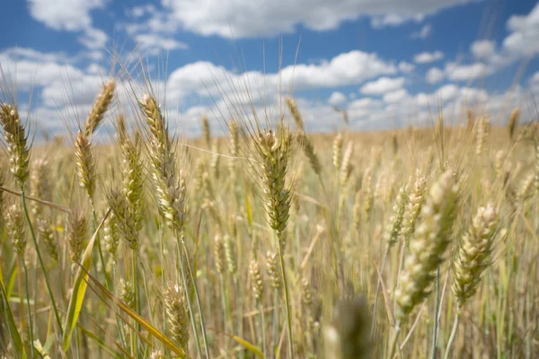 Ripening ears of wheat in a wheat field — Stock Photo, Image