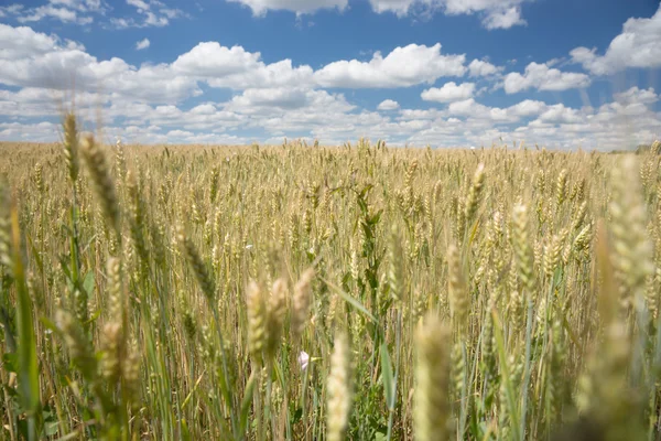 Ripening ears of wheat in an agricultural field — Stock Photo, Image