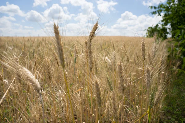 Close up of ripening wheat in a farm field — Stock Photo, Image