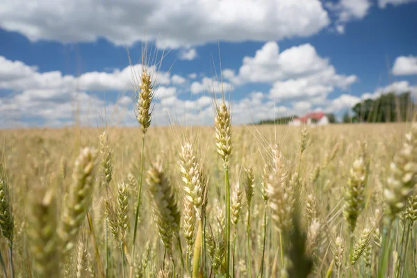 Wheat growing on rural farmland — Stock Photo, Image