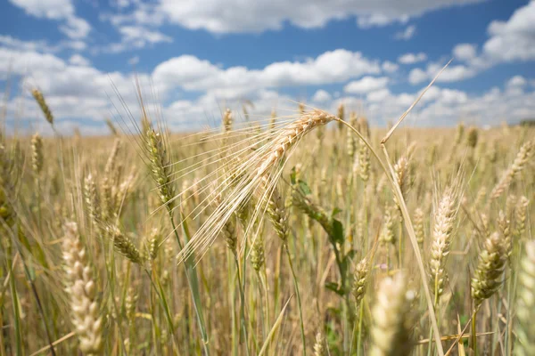 Wheat and barley in an agricultural field — Stock Photo, Image