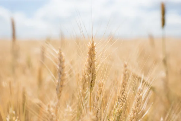 Ripe golden wheat in a wheat field — Stock Photo, Image