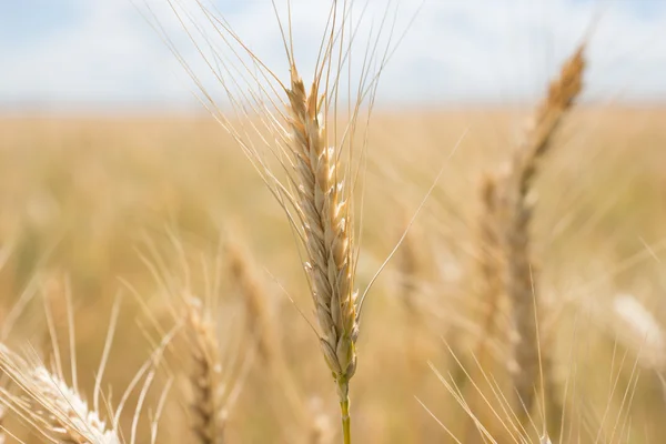 Ripe ears of wheat ready for harvesting — Stock Photo, Image
