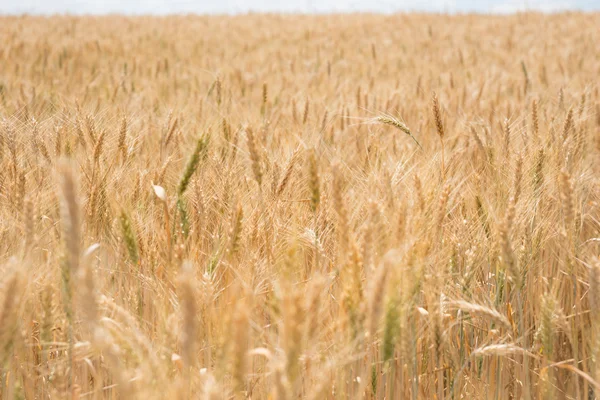 Field of ripe wheat ready for harvesting — Stock Photo, Image