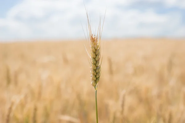 Large agricultural field of golden wheat — Stock Photo, Image