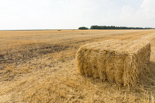 Rectangular bale of harvested wheat — Stock Photo, Image