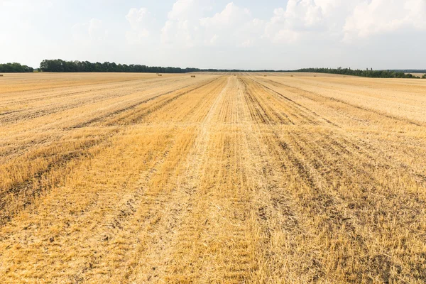 Harvested wheat field with remaining plant stubble — Stock Photo, Image