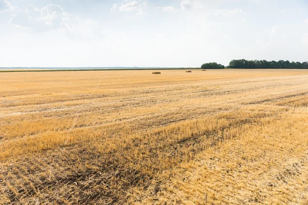 Wheat stubble in a harvested field — Stock Photo, Image