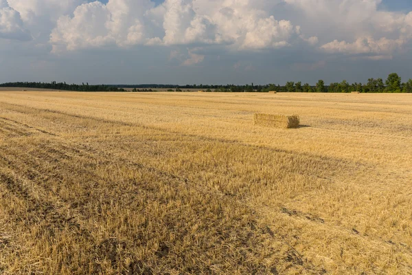 Harvested wheat field — Stock Photo, Image