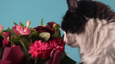 Evcil siyah beyaz bir kedi bir buket çiçeği kokluyor..