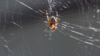 Örümceklerin merkezi, avını beklerken beklediği yerdir..