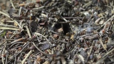 Yuvalarının çıkışına yaklaşan odun karıncalarına yakın çekim.
