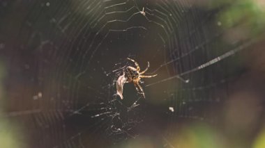 Ağın ortasında bir örümcek ve ağına dolanmış bir av..