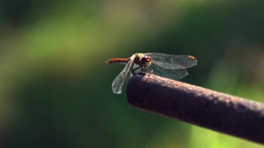 Bir yusufçuk güneşte güneşleniyor, paslı bir çubuğun üzerinde oturuyor..