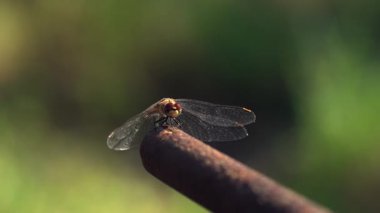 Bir yusufçuğun metal bir çubuğun üzerinde oturup kafasını hareket ettirdiği yakın plan..