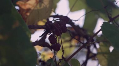 Batan güneşin ışınlarında yaprakların arasında üzüm demetleri olan bir üzüm..