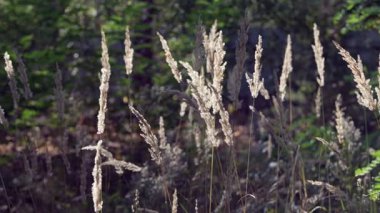 Doğal ortamında sazlıkların kabarık kabarıklığı.