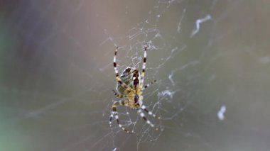 Çapraz işaretli bir örümcek ağın merkezinde yer almaktadır..
