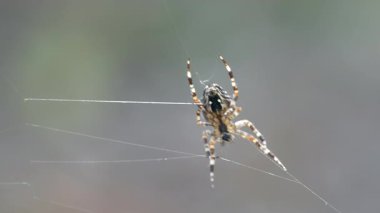 Örümceğin ağ boyunca hareket etmek için bacaklarını hareket ettirdiği bir yakın plan..
