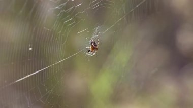 Vahşi doğada yaşayan bir örümcek avını yemeyi bitirir..