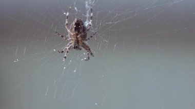 Ağının ortasında bir orman örümceğinin yakın çekimi..