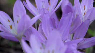 Doğal ortamlarında çiçek açan timsahların yakın çekim görüntüleri..