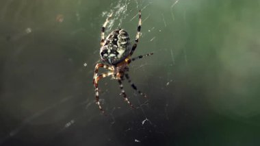 Örümcek ağın ortasında oturur ve küçük bacaklarını hareket ettirir..