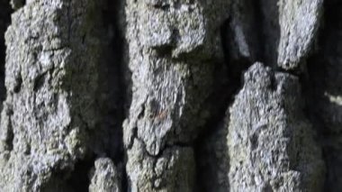 Meşe kabuğunun yapısı ve yapısı tepeden tırnağa yakın plan..