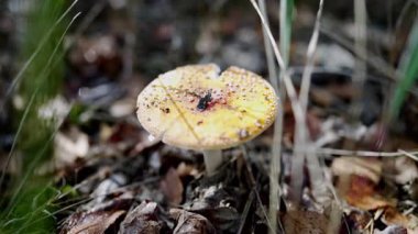 Orman bitkileri arasında sarı sineksi bir mantarın yakın çekimi..