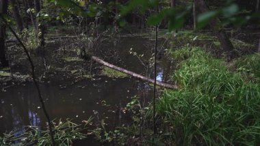 Yeşillik ve devrilmiş ağaçlarla dolu bir orman bataklığı.