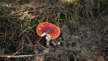 Ormanda büyüyen kırmızı bir sineğin yakın plan görüntüsü..