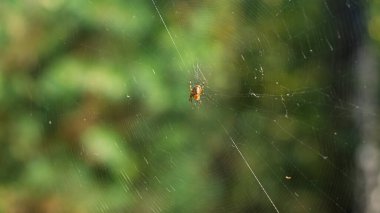Ağının ortasında bir orman örümceği yeşil bir bitki örtüsüne karşı..
