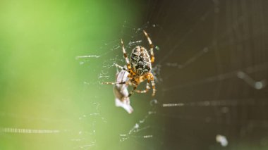 Örümceğin ve onun ağına dolanmış kurbanının yakın görüntüsü..