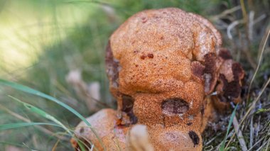 Yeşil bitki örtüsü arasında karaciğer otu mantarına yakın çekim.