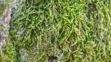 Ağaçta yetişen yeşil yosun yapısına yakın çekim.