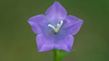 Mavi bir çan çiçeğinin taç yaprakları çiçeklenir. İçi erkek ve erkek organlarıyla doludur..