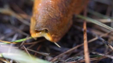 Kafası içine gizlenmiş bir kurşunun ön kısmı..
