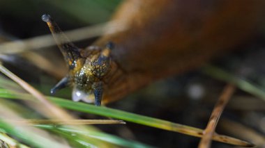 Yeşil çimlerde sürünen bir kurşunun kafasının ve duyusal organlarının yakın çekimi..