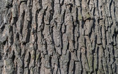 Olgun bir meşe ağacının desenli kabuğuna yakın çekim.