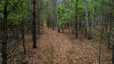 Sonbahar ormanlarında yere düşen sarı yapraklı genç ağaçlar arasında bir patika..